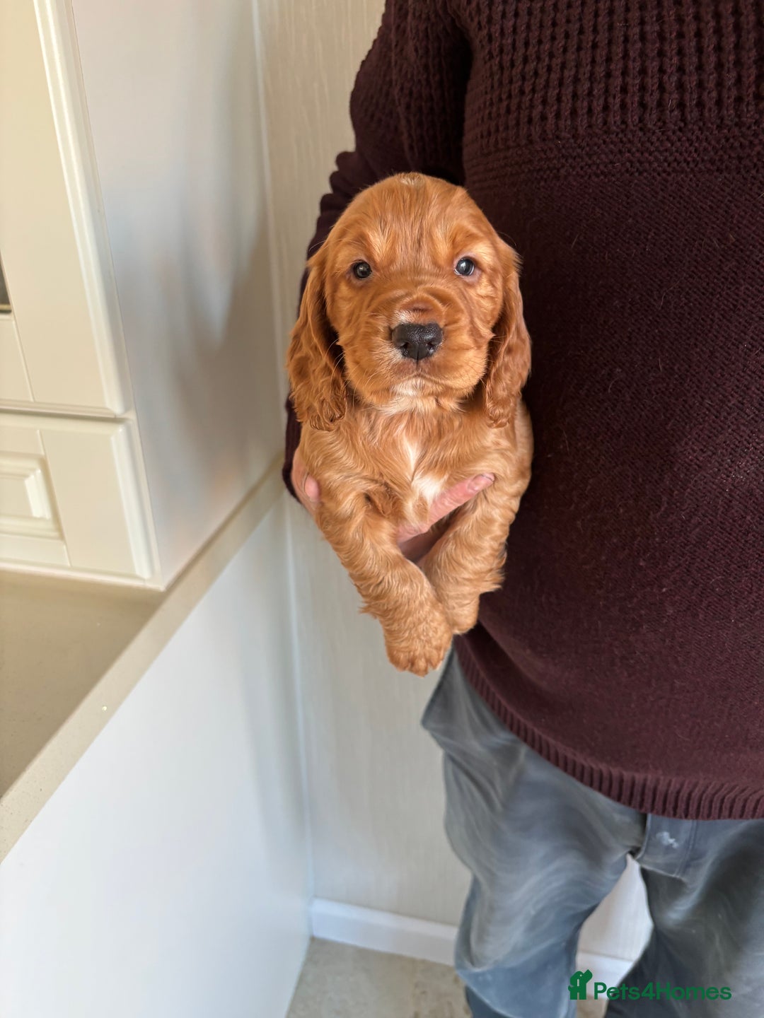 Cocker Spaniel dogs for sale: Litter of KC registered Working cocker spaniels - Advert 5