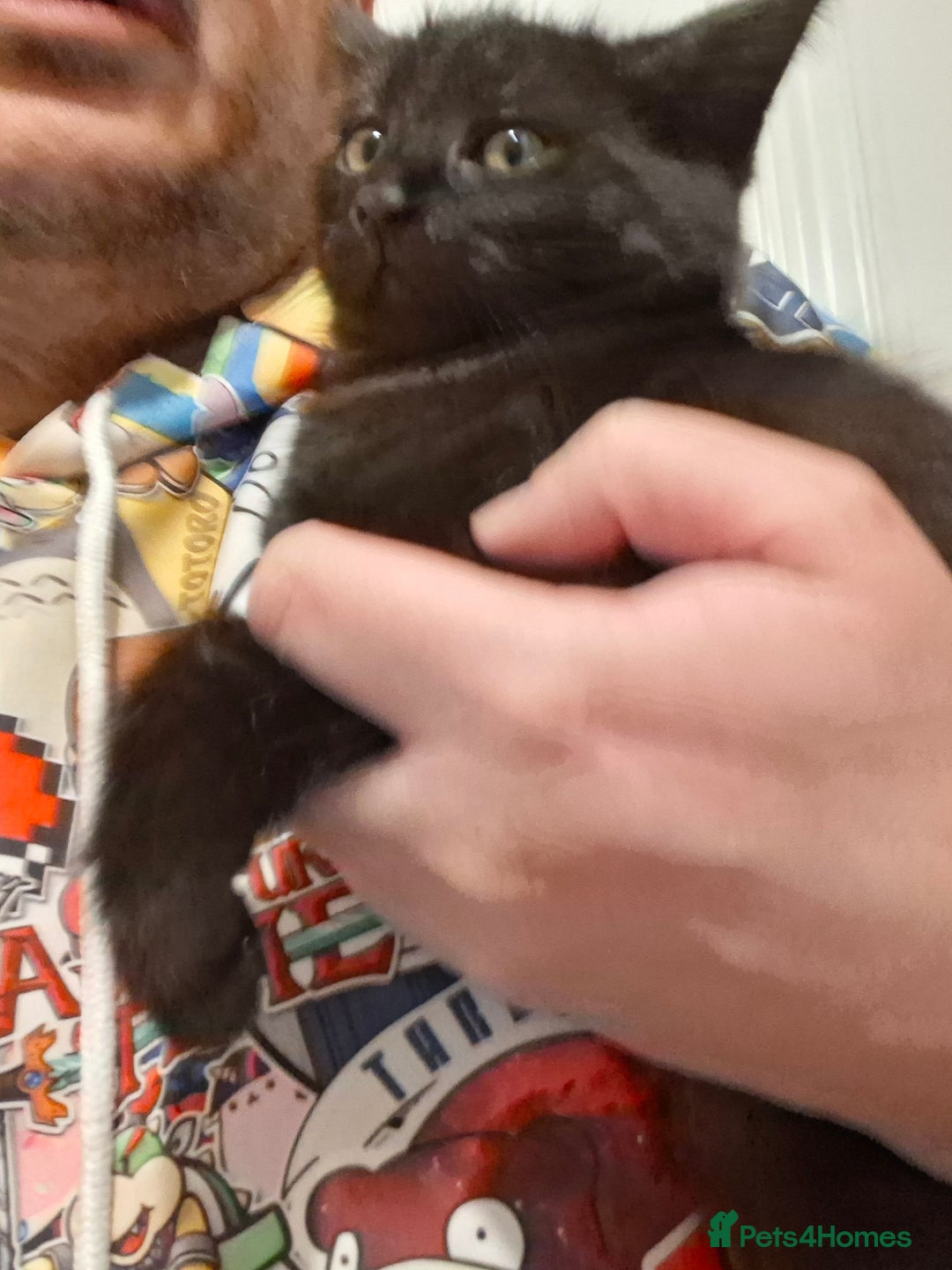 Maine Coon cats for sale: Beautiful, friendly playful Maine Coon cross kits - Advert 32