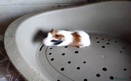 Guinea Pig rodents for sale: Baby males and females guinea pigs  - Image 5