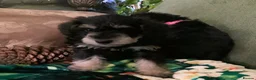 Schnoodle dogs for sale: Happy confident Schnoodle puppies  - Advert 10