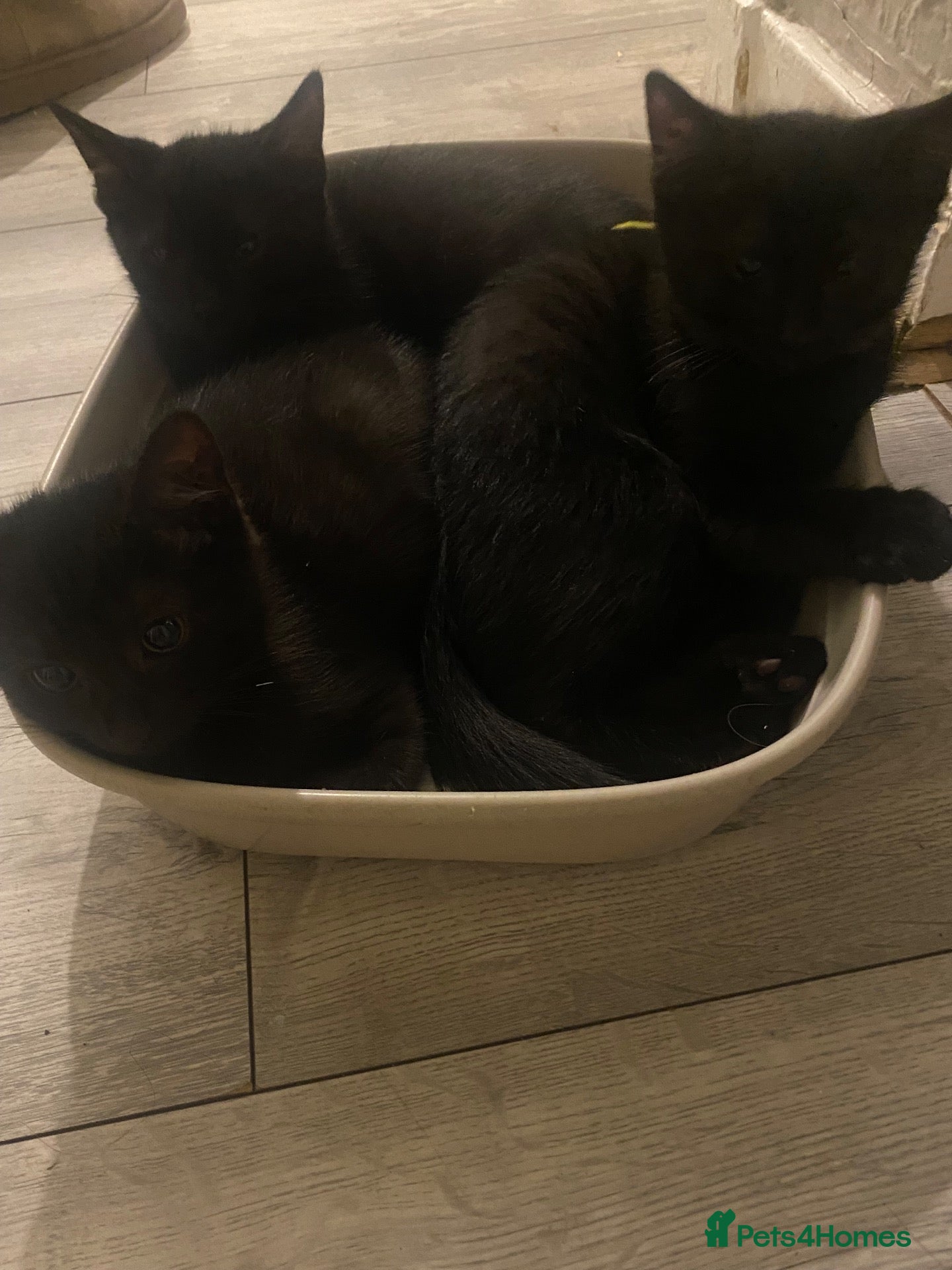 Mixed Breed cats beautiful kittens looking for for forever home - Advert 1