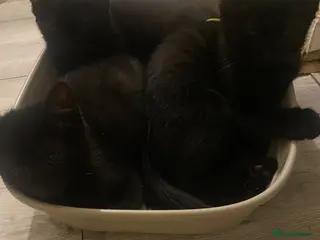 Mixed Breed cats beautiful kittens looking for for forever home - Advert 1