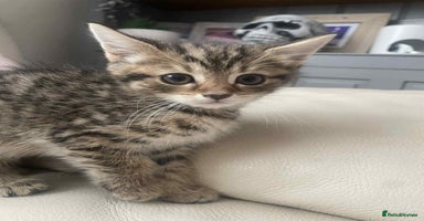 Mixed Breed cats - Advert 5