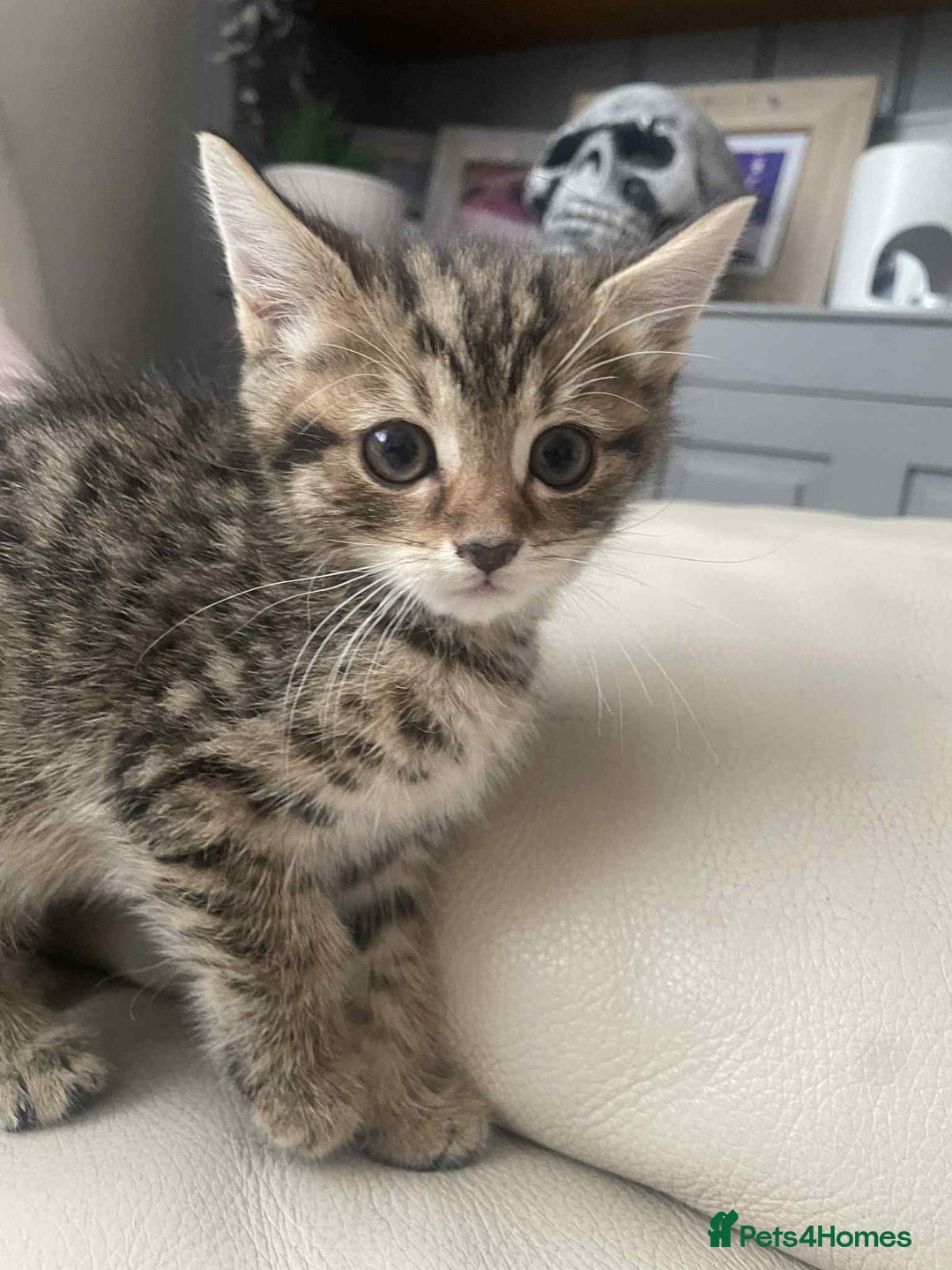 Mixed Breed cats for sale: Stunning tubby kittens - Image 3