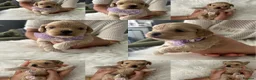 Maltipoo dogs for sale: ⭐Tiny Maltipoo Puppies |Maltese x Asian Toy Poodle - Advert 10