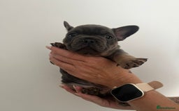 French Bulldog dogs for sale: Quality french bulldogs available to leave 🐾 - Image 24