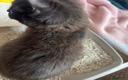 Bombay cats for sale: Black kitten 2 months  - Image 8
