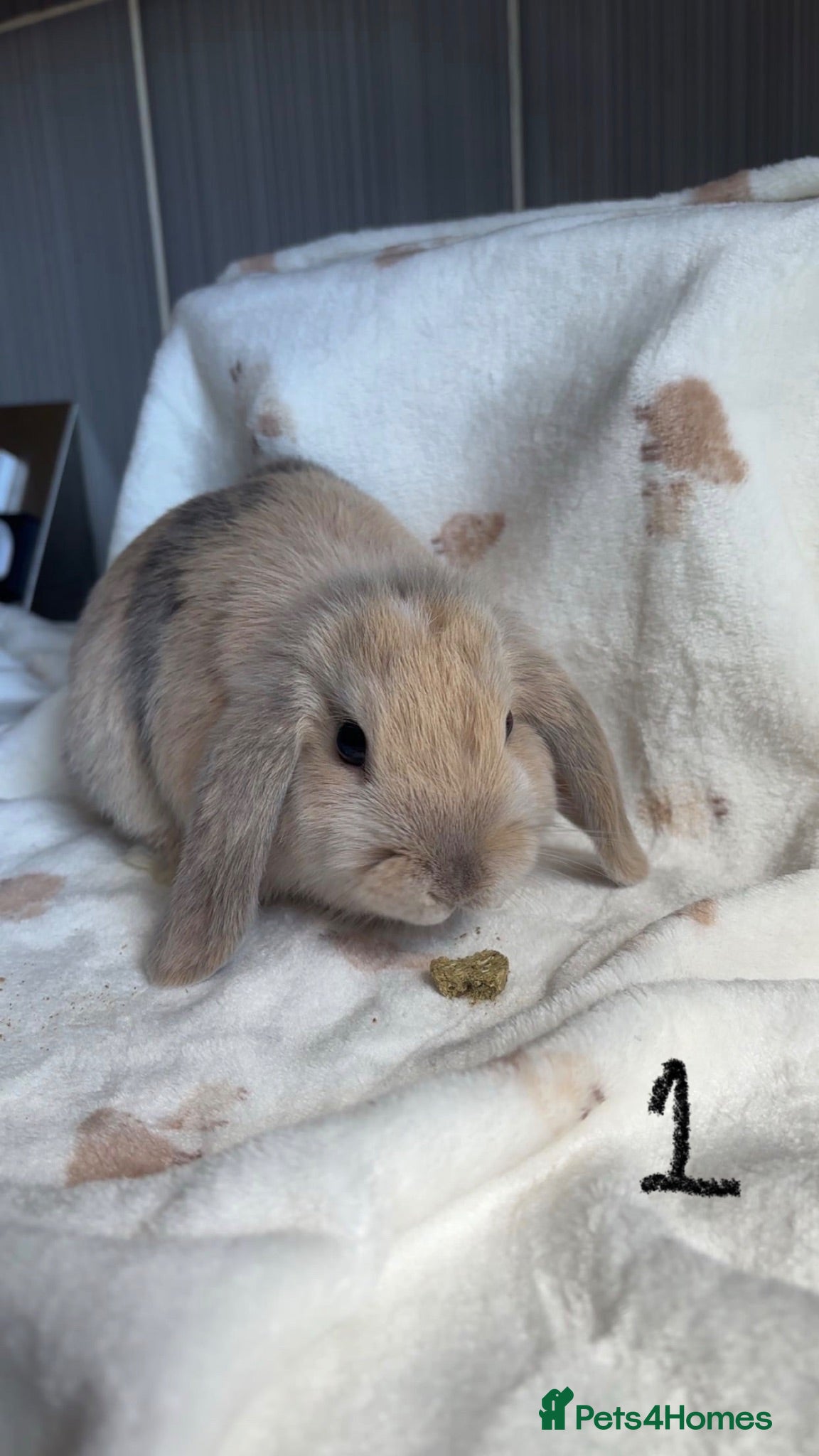 Mini Lop rabbits Female mini lops - Advert 10