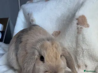 Mini Lop rabbits Female mini lops - Advert 2