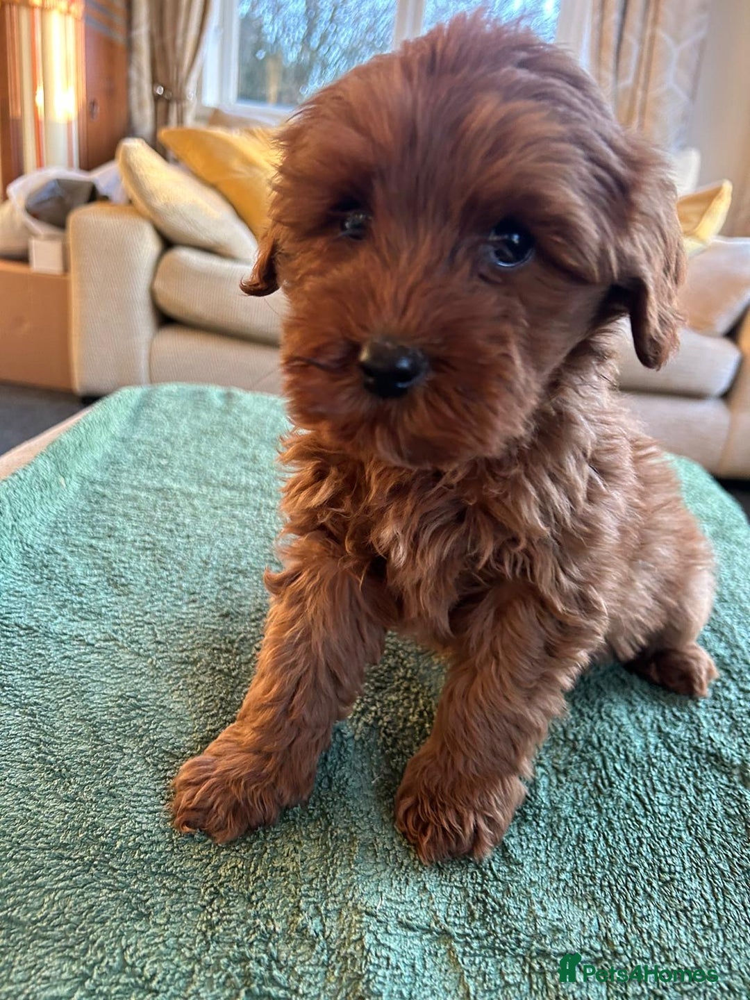 Labradoodle dogs for sale: Gorgeous Health Checked Labradoodle Puppies - Advert 26