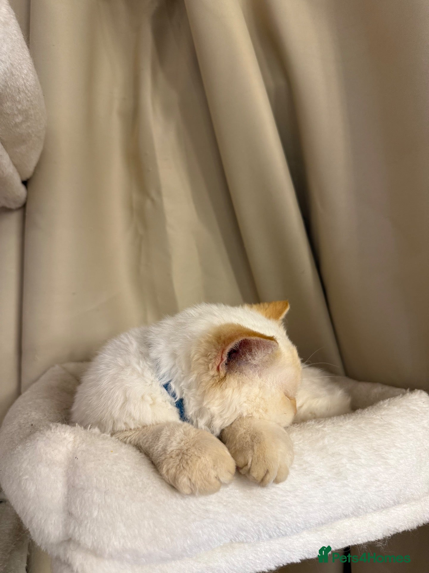 Selkirk Rex cats Selkirk Rex boy  - Advert 2