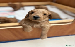Goldendoodle dogs for sale: Stunning F2B Goldendoodles - Image 16