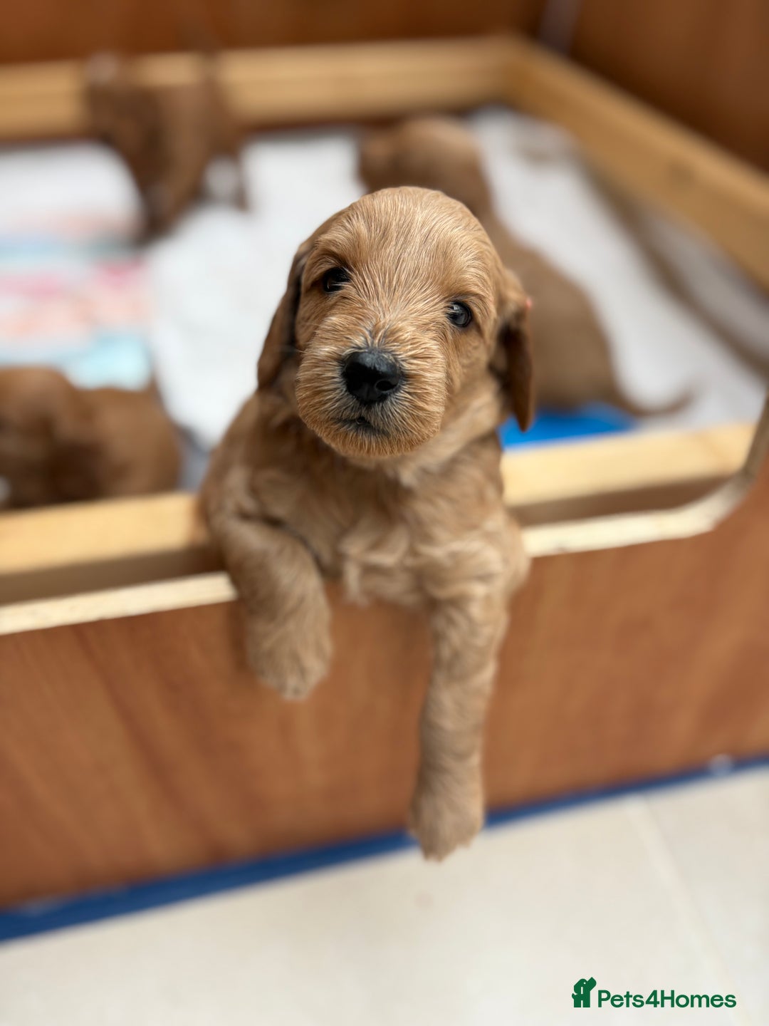 Goldendoodle dogs for sale: Stunning F2B Goldendoodles - Image 16