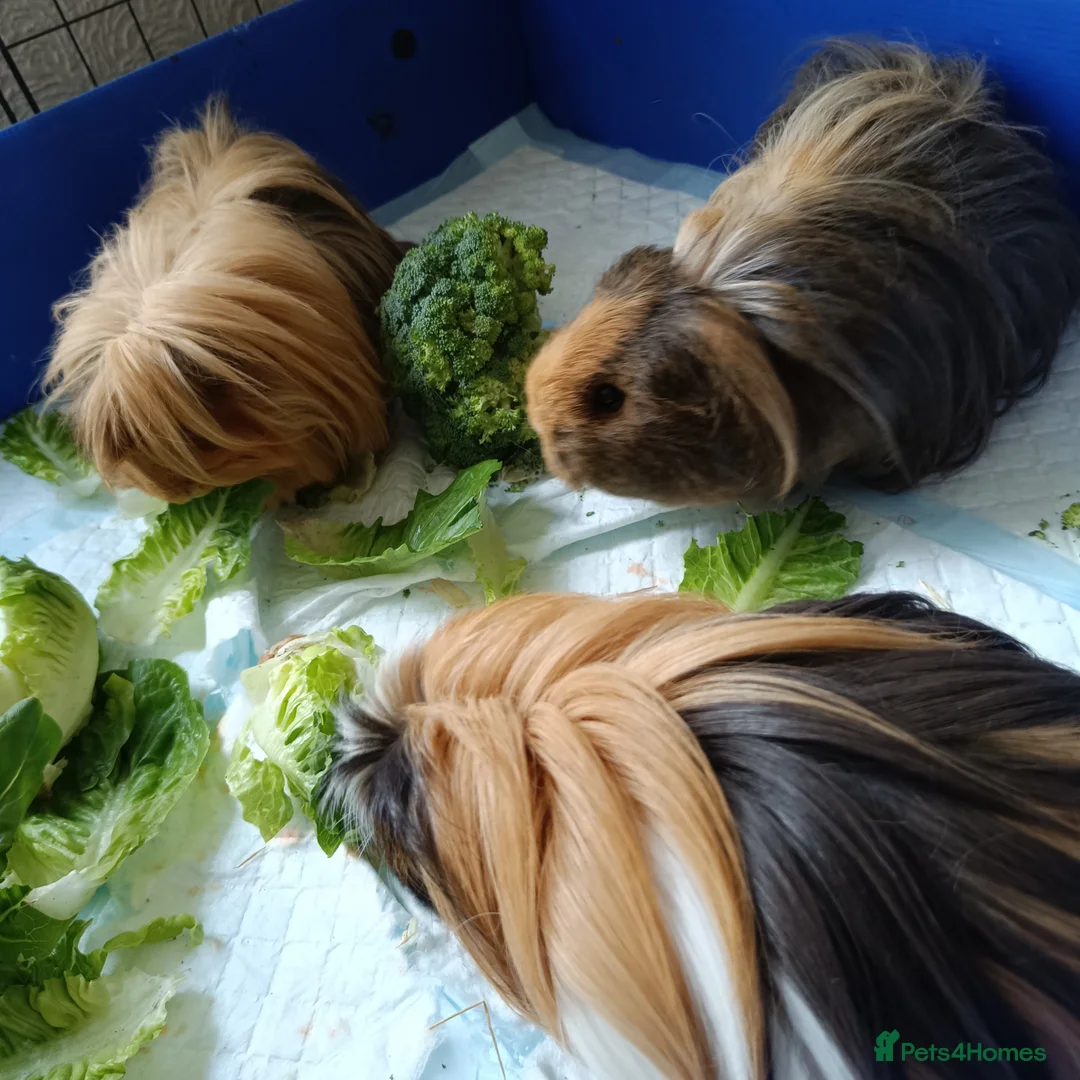Guinea Pig rodents for sale: 3 bonded piggies - Advert 1