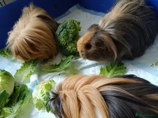 Guinea Pig rodents 3 bonded piggies - Advert 4