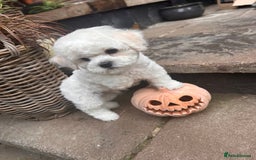 Bichon Frise dogs for sale: KC Bichon frise puppies - Image 4