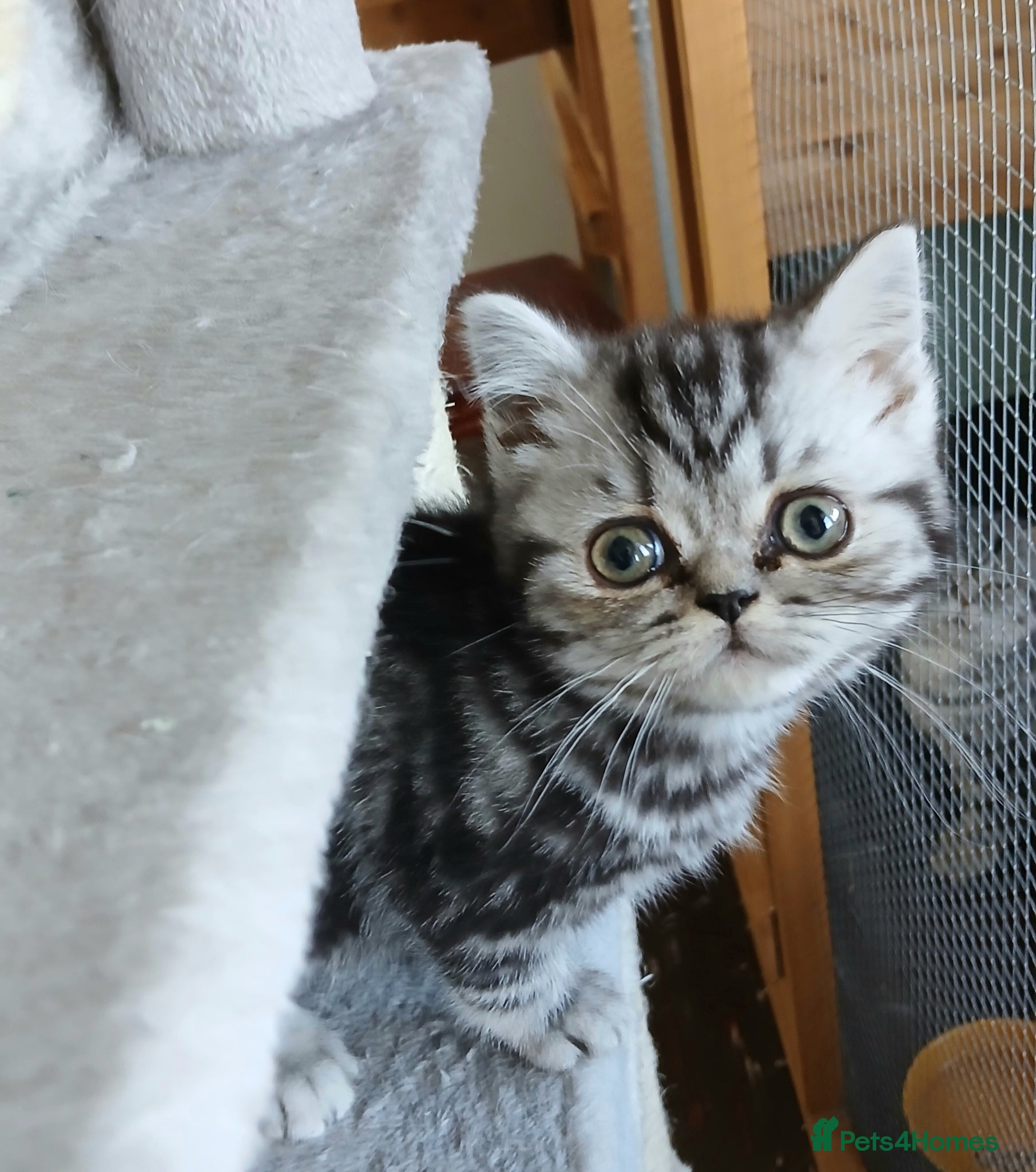 British Shorthair cats Bsh. Tabby kitten girl. - Advert 11