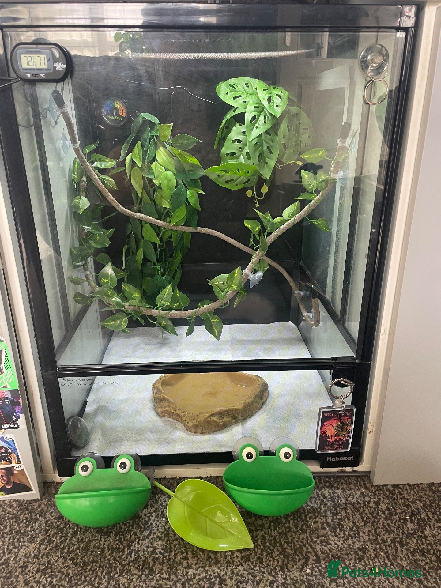 Frog reptiles 6 red eye tree frogs and enclosure  - Advert 18