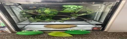 Frog reptiles for sale: 6 red eye tree frogs and enclosure  - Advert 1