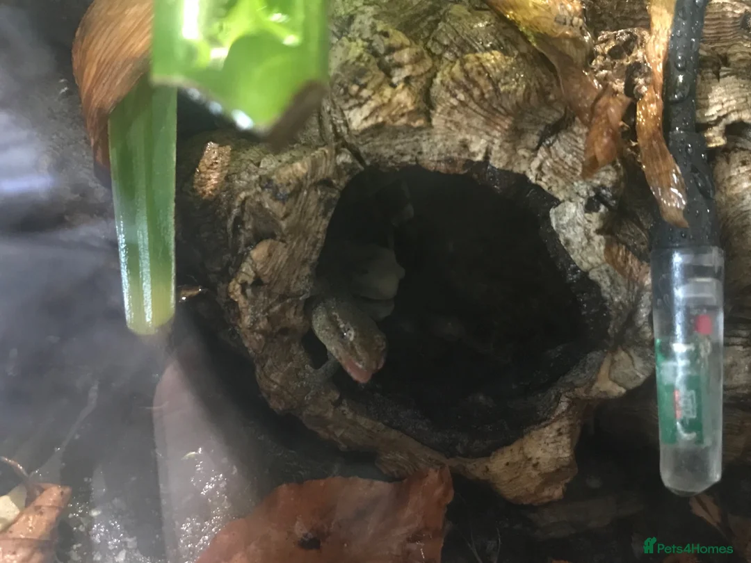 Gecko reptiles for sale: Mourning Geckos & Bioactive Tank - Advert 2