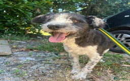 Mixed Breed dogs for adoption: Irina - Norwich Norfolk  - Image 3