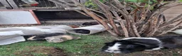 Guinea Pig rodents for sale: GUINEA PIGS FOR SALE BRING OWN BOX TO HOLD PIGS - Advert 3