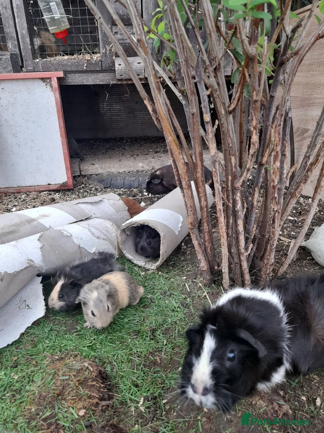 Guinea Pig rodents for sale: GUINEA PIGS FOR SALE BRING OWN BOX TO HOLD PIGS - Advert 3