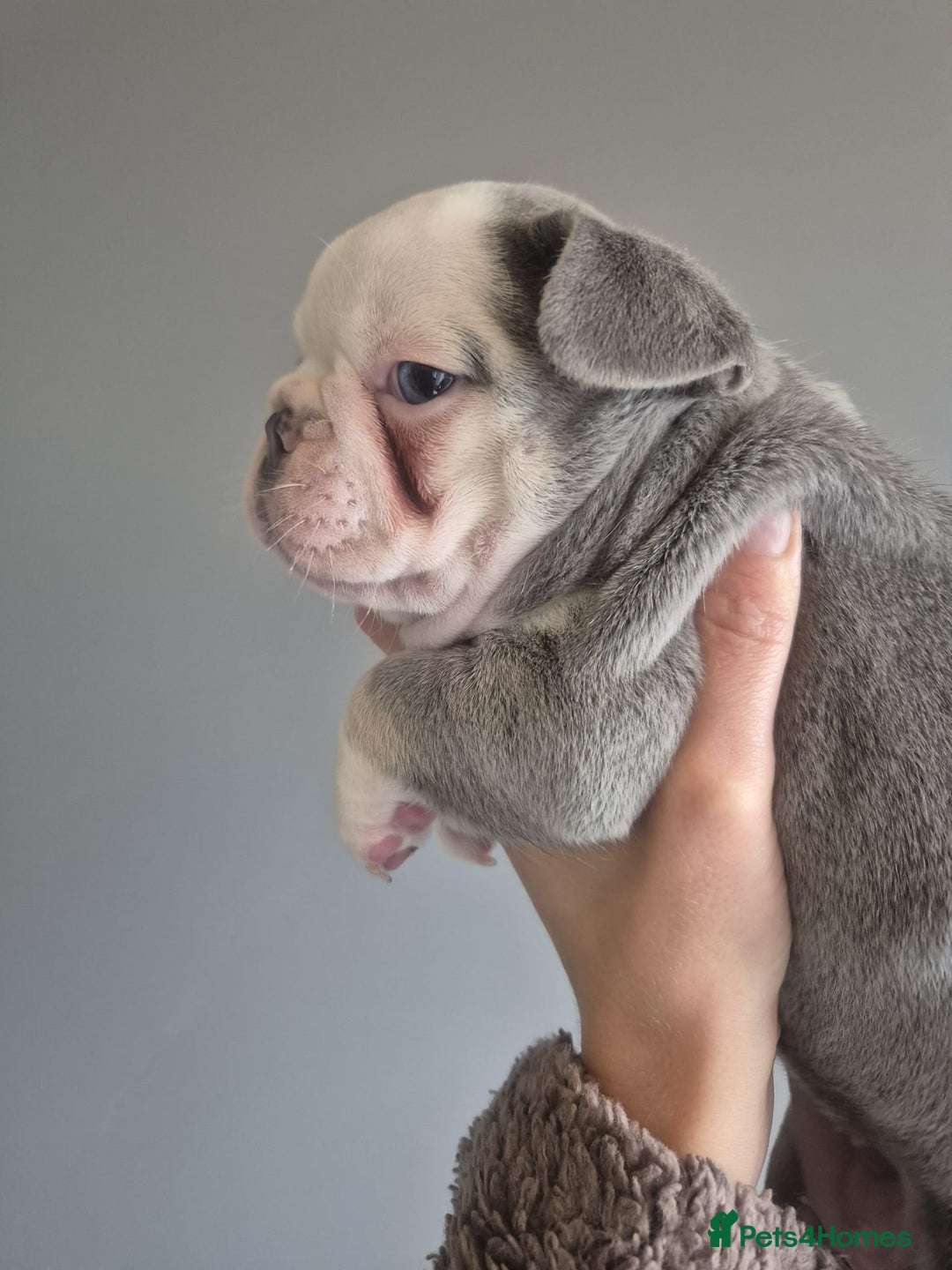 French Bulldog dogs for sale: Husky Panda Koi Frenchie = last 3 ready next week - Image 12