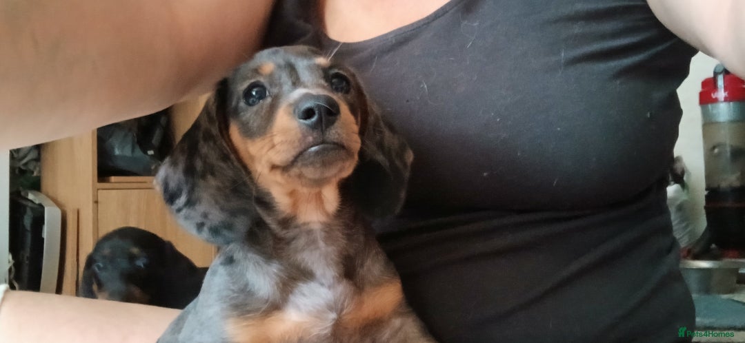 Mixed Breed dogs for sale: 1x Female Puppy Dachshund Left  - Image 1