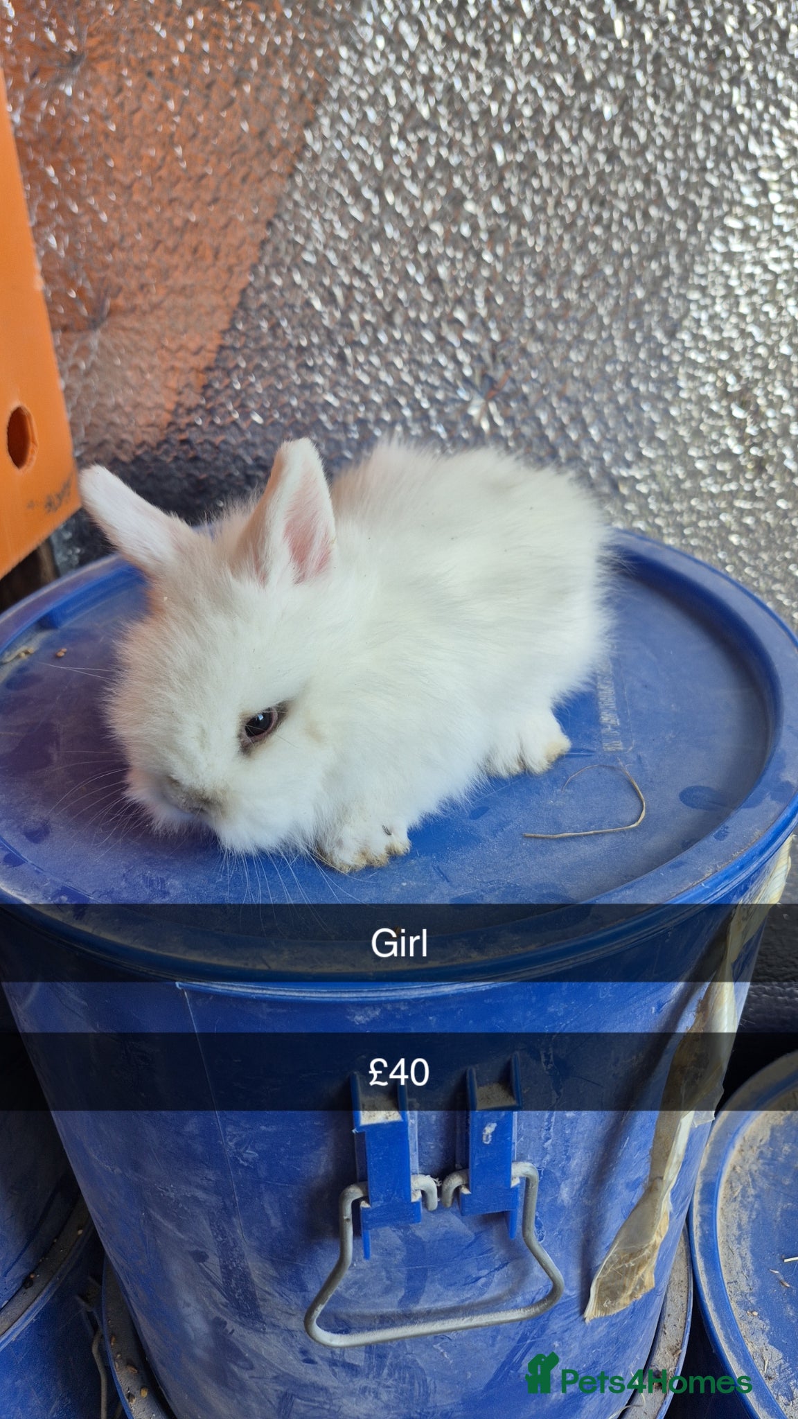 Lionhead rabbits Lionhead Baby Rabbits 8 weeks (Friendly) - Advert 17