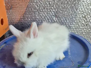 Lionhead rabbits Lionhead Baby Rabbits 8 weeks (Friendly) - Advert 11