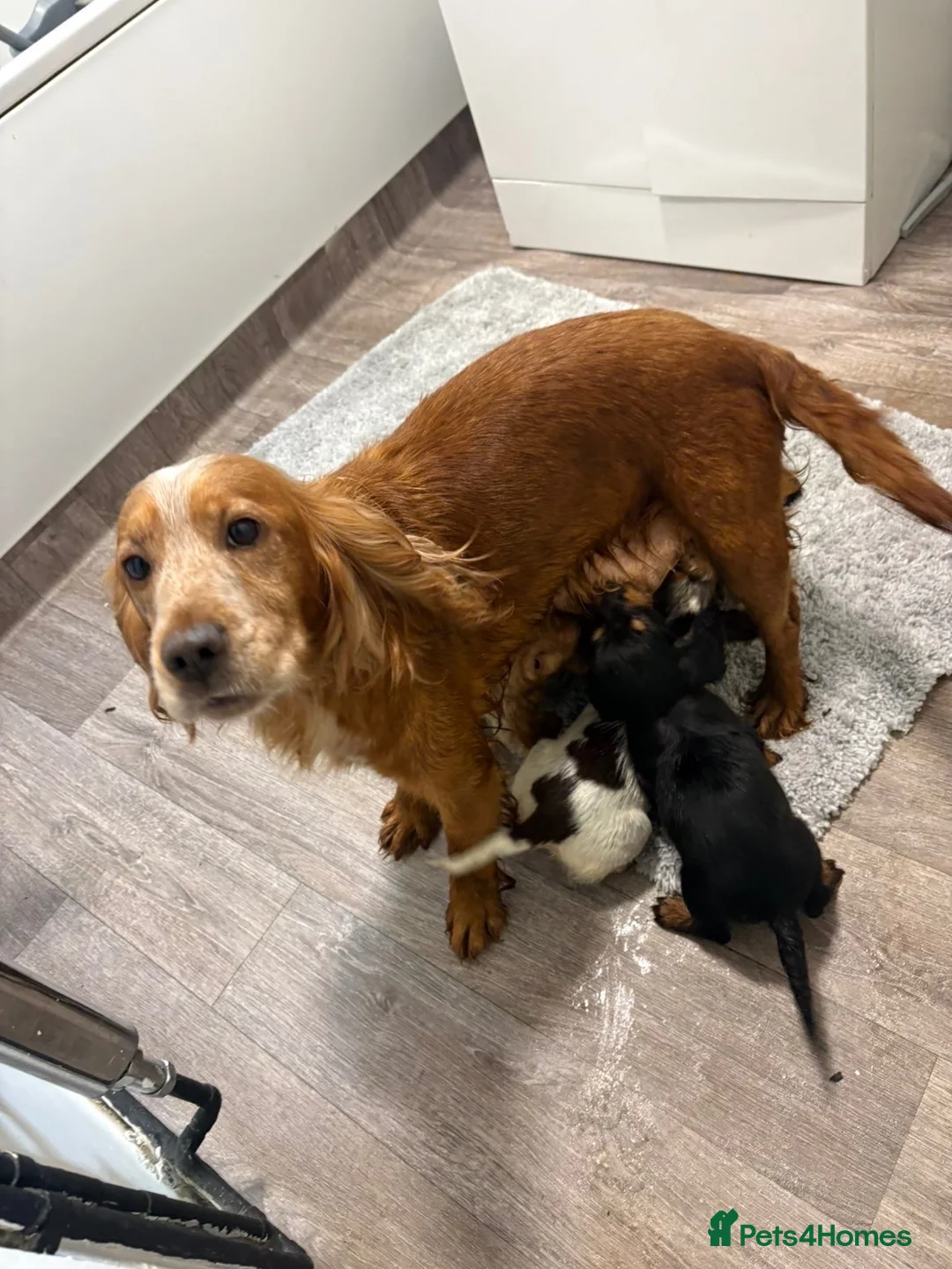 Cocker Spaniel dogs for sale: Show cocker spaniel - Advert 12