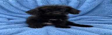Labradoodle 1