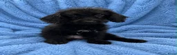 Labradoodle dogs for sale: Stunning Litter of Labradoodles - Advert 3