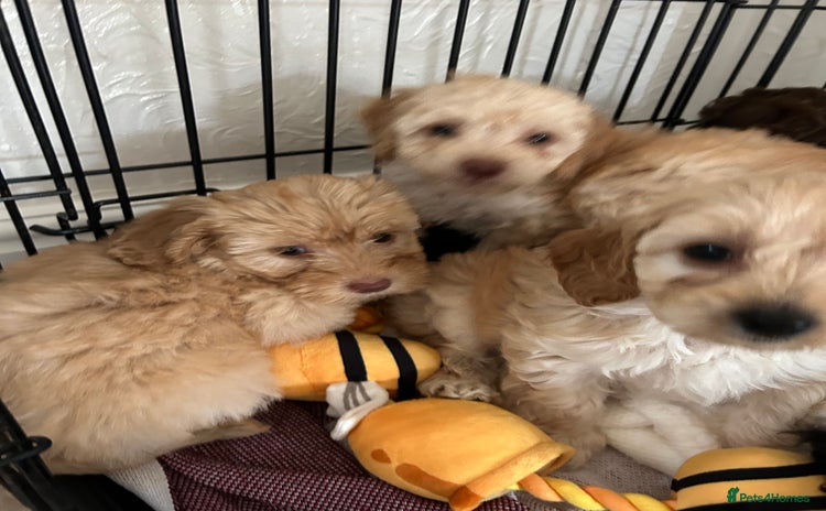 Cockapoo dogs - Advert 4