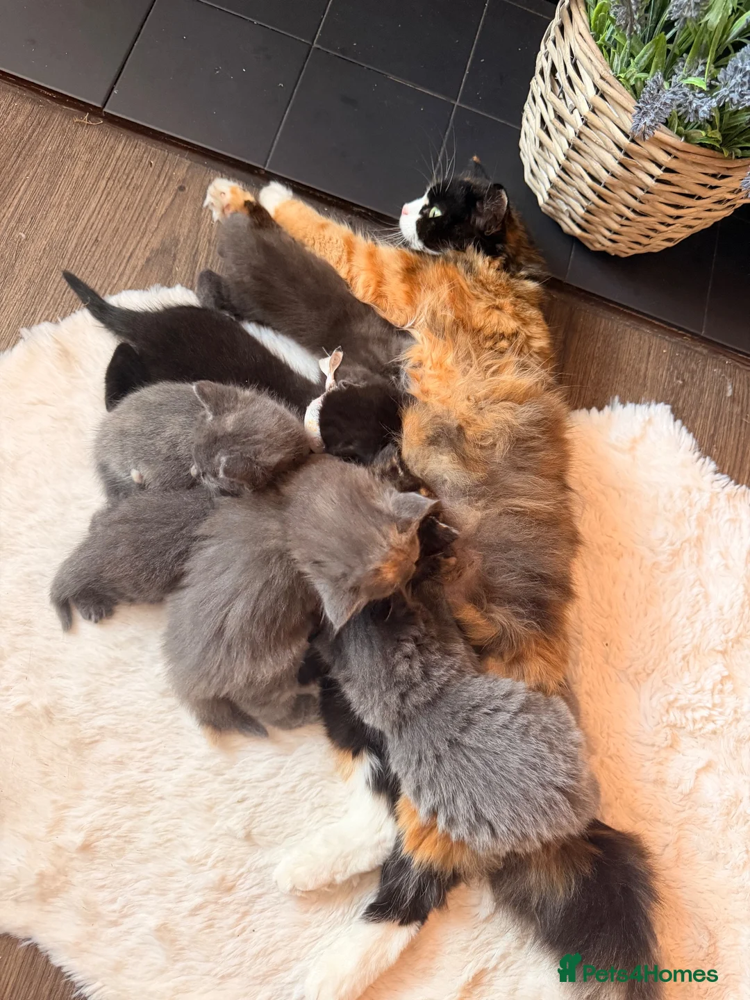Mixed Breed cats for sale: 4 sunning long and short hair kittens - Advert 2