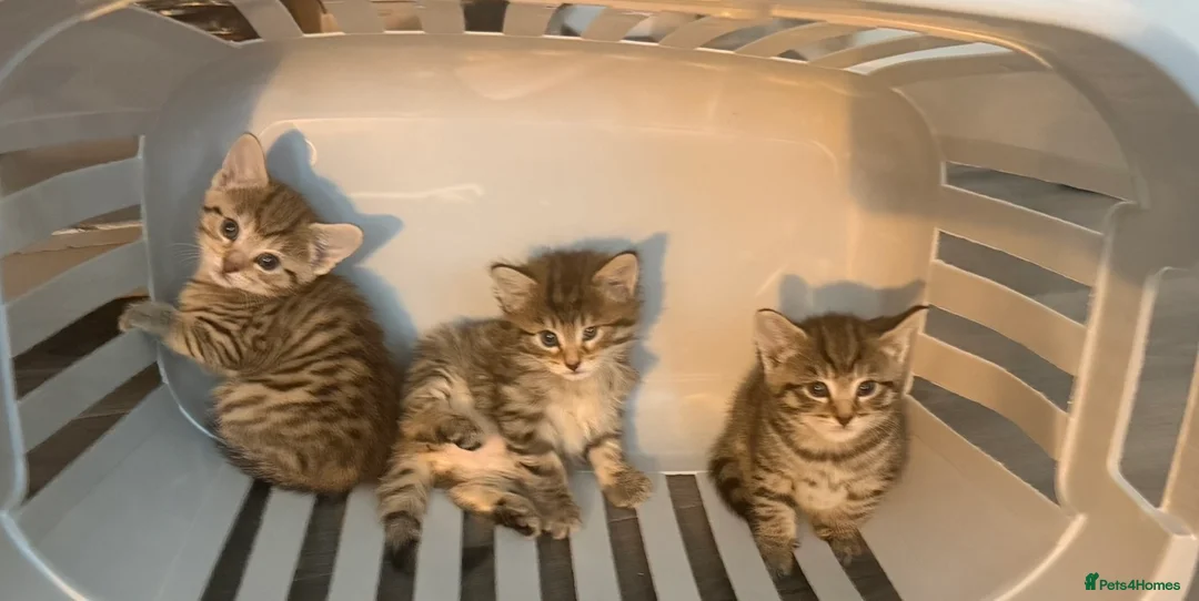 Mixed Breed cats for sale: 5 Beautiful Kittens Available Now !!  in London - Advert 2