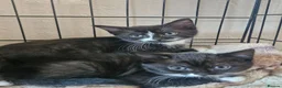 British Shorthair cats for sale: 3 beautiful kittens all black and white in colour - Advert 2