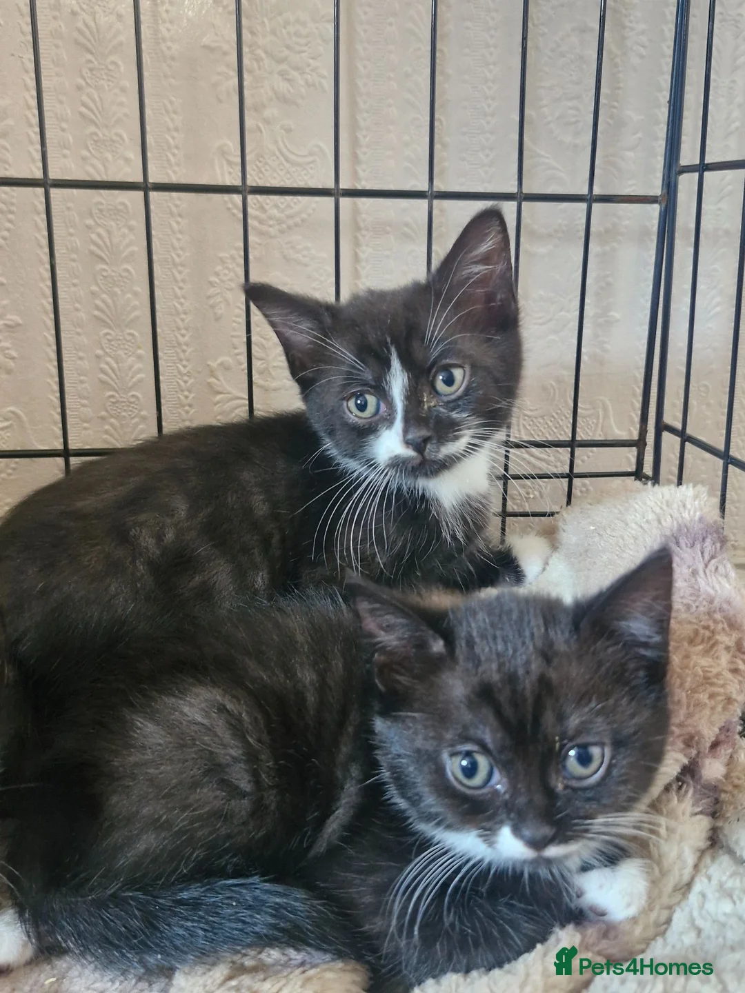 British Shorthair cats for sale: 3 beautiful kittens all black and white in colour - Advert 2