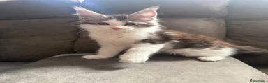 Maine Coon Kitten 1