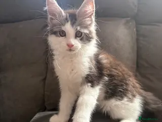 Maine Coon cats XL Maine coon kitten Tica registered parents - Advert 1