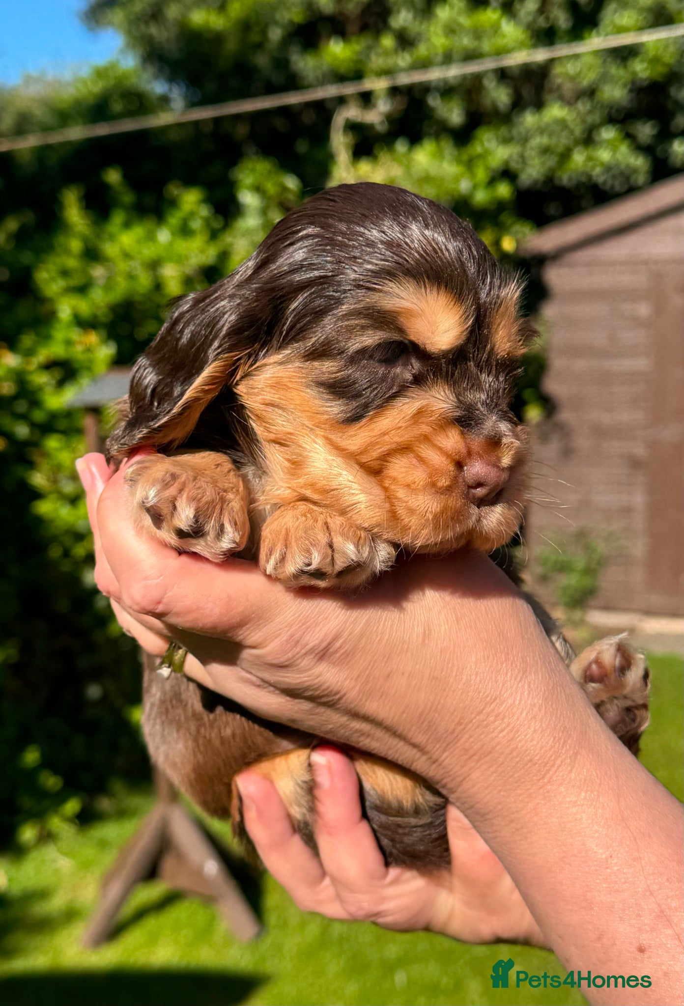 Cocker Spaniel dogs ✨️💜 ADORABLE KC HEALTH TESTED SHOW COCKERS - Advert 1