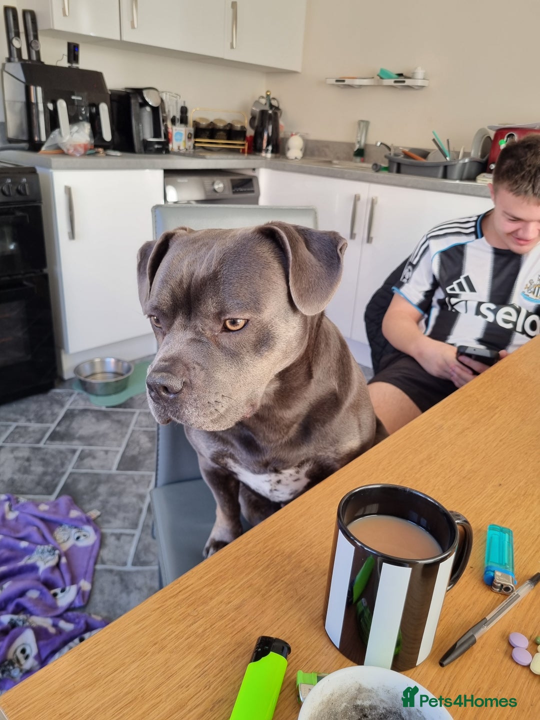 Staffordshire Bull Terrier dogs for sale: Holly - Advert 1