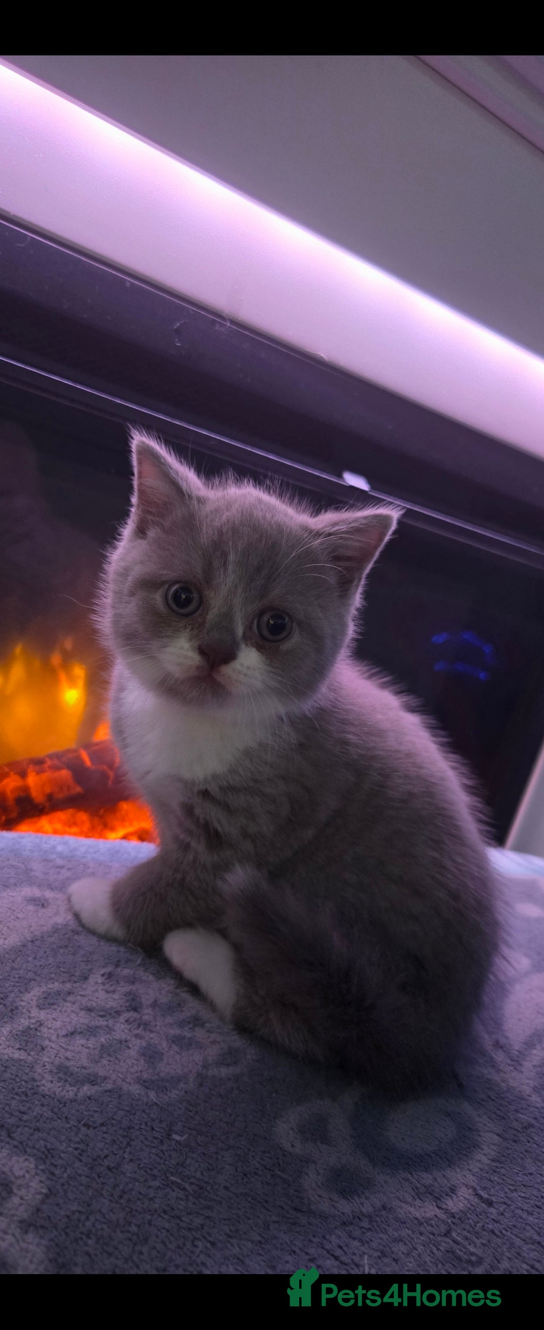 British Shorthair cats for sale: British short hair boys ready. Now - Advert 4