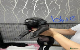 Labrador Retriever dogs for sale: Labrador puppies - Advert 12