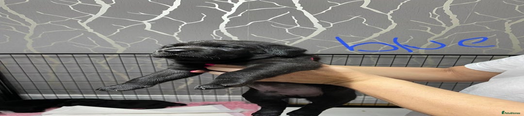 Labrador Retriever Puppy 5