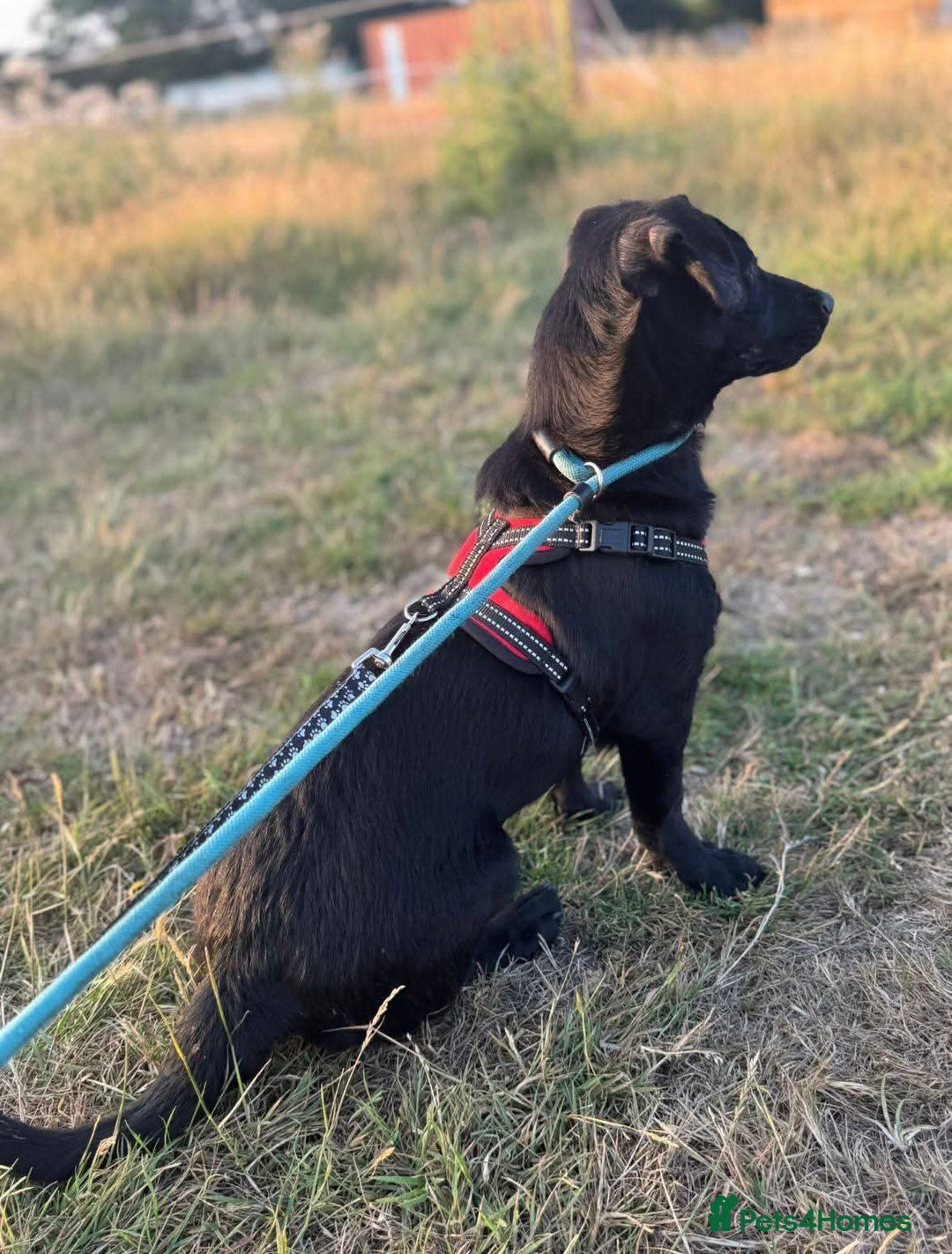 Mixed Breed dogs for adoption: Meet Morgan, currently residing in Surrey - Image 4