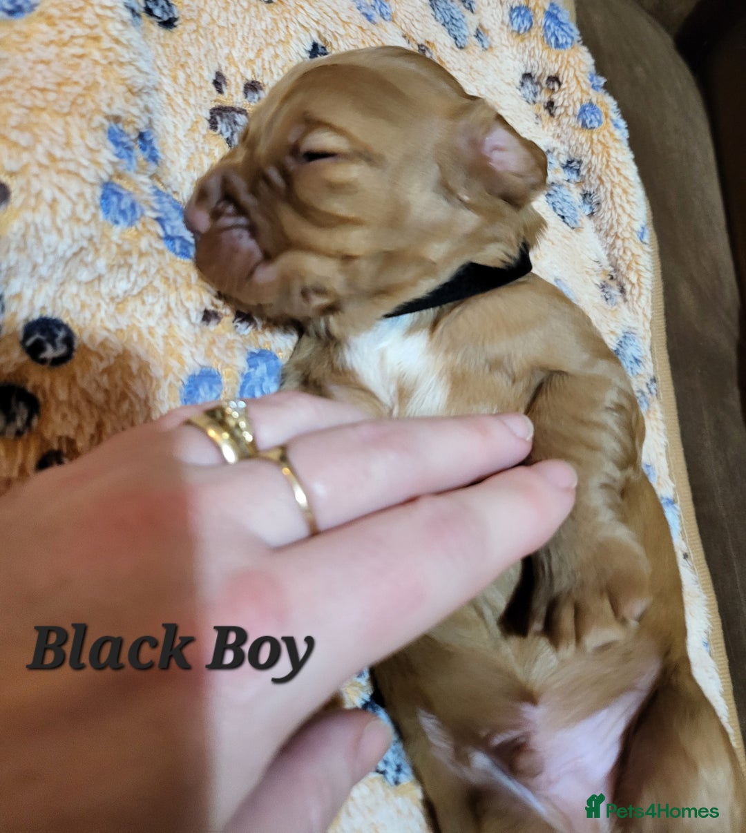 Cocker Spaniel dogs for sale: Working Cocker Spaniel Pups - Advert 5