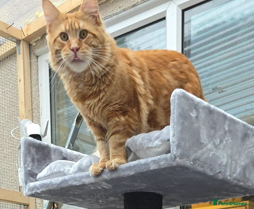 Maine Coon cats for sale: 😻😻 Beautiful Maine coones 😻 - Image 7