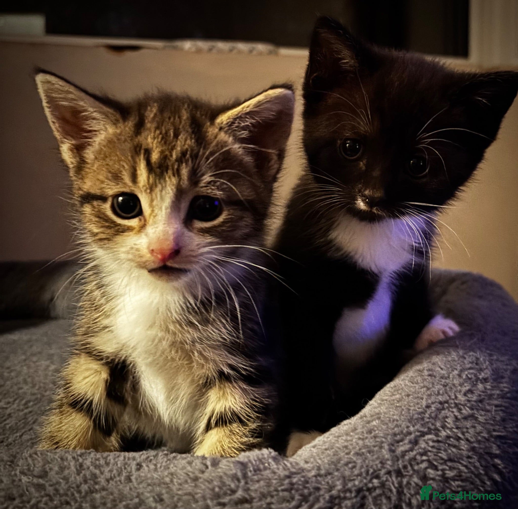 Domestic Shorthair cats Kittens for sale  - Advert 19